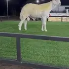 ي اهل الصنف للبيع مشروع فحل صنف