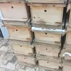 خلايا افرنجي حاله جيده جدا