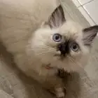 قطة عمرها 4 شهور ونصف