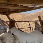 فحل ساكني ابيض