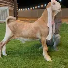تم البيع مشروع فحل هولندي معرف لاهل الزين