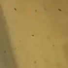 زريعة فايتر حديثة الفقس