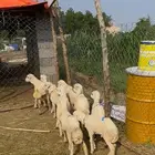 فران تربية