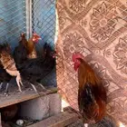 البيع دجاج