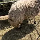 رخل جذعه هجين جبر ناهي