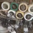 سلفر سوبر جامبو