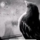توصيل مشاوير داخل مكه وخارجها