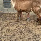 مشروع فحل فاخر