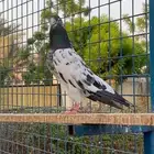 السلام عليكم ورحمة الله وبركاته