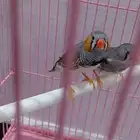 طيور زوبرا