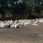 بط بكيني للبيع