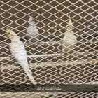 كروان الابينو ولاتينو