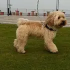 كلب لعوب للبيع نوعه مالتيبو