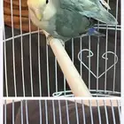 جوز روز مع قفص واستاند