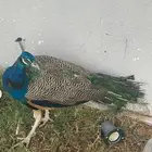 طاووس تايلندي ذكر