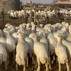 ي اهل المناسبات ي اهل المفتى للبيع رخال مهجنه