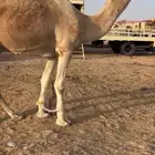 باتلي على باتلي ابن دلمخ