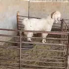 تيس فحل مشرووط