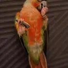 كنيور يلو سايد