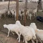 رخال بلدي للبيع