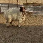 رخل نعيميه جذعه