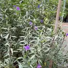 للتقبيل مشتل من أكبر مشاتل الشرقية للمهتمين