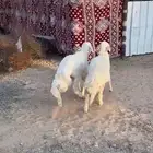 خروف ورخل .الخروف مبدا والرخل وسط.حلال مشروط