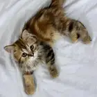 بيع قطه شيرازي مع ابنائها الثلاث