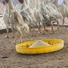 ديوك كوشامو فواخر