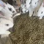 ارانب بلدي للبيع بسعر سمح قابل للتفاوض