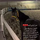 مهر شعبي للبيع