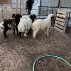 خرفان نعيم