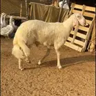 تم البيع   تم البيع