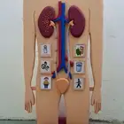 خطاط ورسام عمل مجسمات - مجسم توعوي ثلاثي الأبعاد - جده