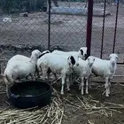 خرفان للبيع