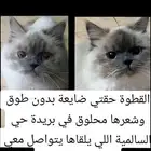 قطة إنثى مفقودة رجاء من يجدها يتواصل معي