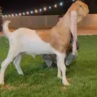 جفر هولندي مشروع فحل لاهل الزبن