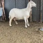 حريات كفو العدد ثنتين