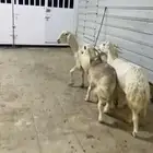 شاتين حريات عالها ذبايح