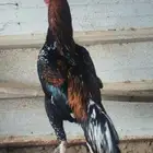 ديك سندي بيور