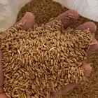 بر معيا بدون كيماوي