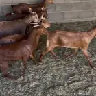 6 جفار و2 تيوس فل شحم دهم حلال مشروط