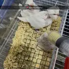 فروخ بادجي انجليزي اليفه