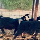 معزاء طيبه