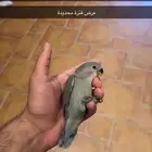 طير ( فرخ ) روز للبيع