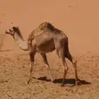للبيع قعود مهجن الام حره سبوق ومنتج