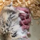 للبيع فرصة لهواة تربية الهامستر