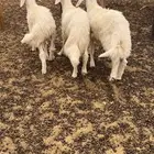 خرفان لبانيه