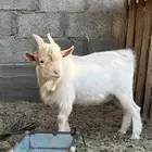 تيس قزمي