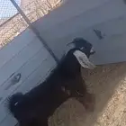 تيس ذبيحه